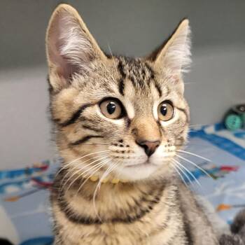 Boggle -  Domestic Short Hair Cat for Adoption in Grayslake, Illinois - Boggle | PetCurious