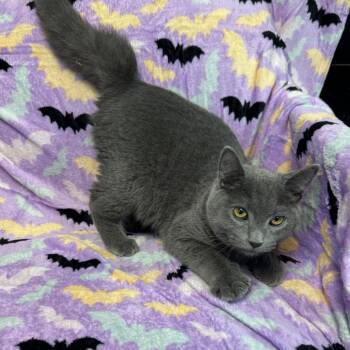 Einstein (Stacy) -  Domestic Long Hair Cat for Adoption in Kittanning, Pennsylvania - Einstein (Stacy) | PetCurious
