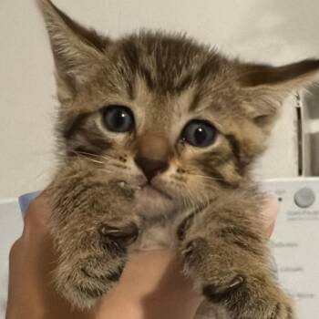 Rescue Domestic Medium Hair Cats for Adoption in South Miami, Florida - Chloe | PetCurious