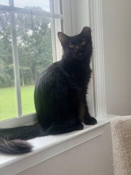 Annie Oakley & Buffalo Bill -  Domestic Medium Hair Cat for Adoption in Leesburg, Virginia - Annie Oakley & Buffalo Bill | PetCurious