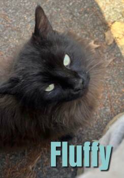Fluffy -  Domestic Long Hair Cat for Adoption in Alexandria, Louisiana - Fluffy | PetCurious