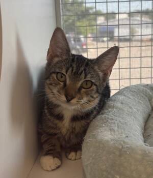 May aka Breeze -  Domestic Short Hair Cat for Adoption in Gorham, Maine - May Aka Breeze | PetCurious