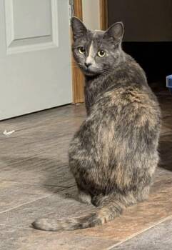 Dilute Tortoiseshell Cats Available for Adoption - Carman | PetCurious