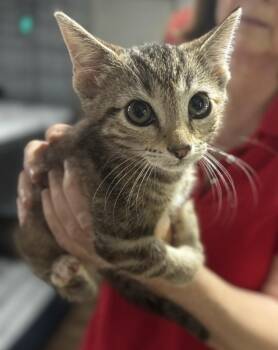 Rhonda -  Domestic Short Hair Cat for Adoption in Colorado Springs, Colorado - Rhonda | PetCurious