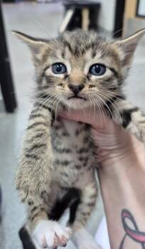 Orla -  Domestic Short Hair Cat for Adoption in Chattanooga, Tennessee - Orla | PetCurious
