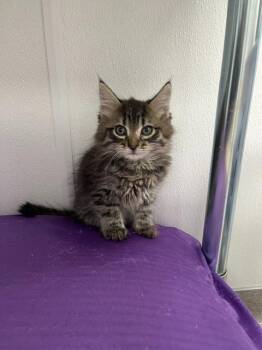Domestic Long Hair Cats Available for Adoption in Minot, North Dakota - Groot | PetCurious