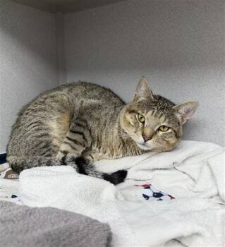 ASPEN -  Domestic Short Hair Cat for Adoption in Omaha, Nebraska - ASPEN | PetCurious