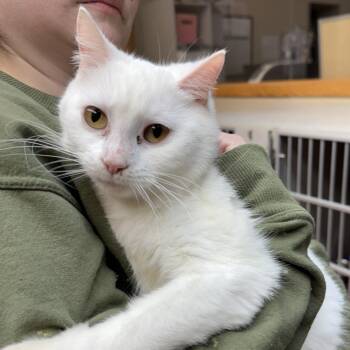 Domestic Short Hair Cats Available for Adoption - Tiffany | PetCurious