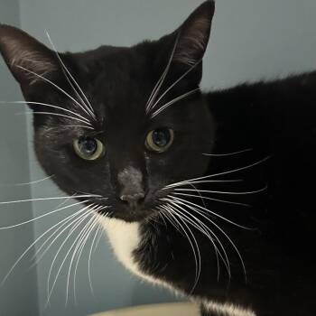 Domestic Short Hair Cats Available for Adoption - James Bond | PetCurious