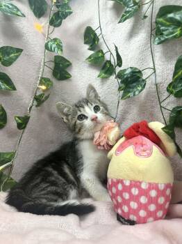 Tabby Cats Available for Adoption in Tavares, Florida - Mercury  | PetCurious