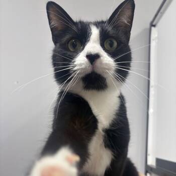 Chester -  Domestic Short Hair Cat Available for Adoption in Puslinch, Ontario - Chester | PetCurious