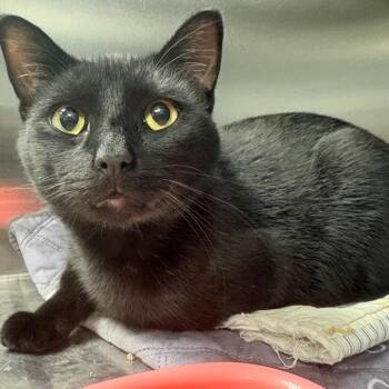Mattie -  Domestic Short Hair Cat for Adoption in East Hanover, New Jersey - Mattie | PetCurious