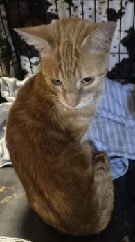 PUMPKIN -  Domestic Short Hair Cat for Adoption in Spotswood, New Jersey - PUMPKIN | PetCurious