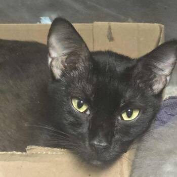 Rescue Domestic Short Hair Cats for Adoption in Sand Springs, Oklahoma - Nova | PetCurious