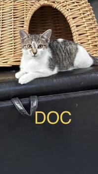 DOC -  Domestic Short Hair Cat for Adoption in Ben Avon, Pennsylvania - DOC | PetCurious