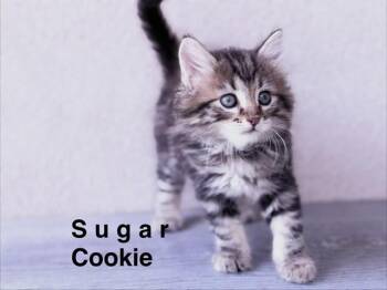 SUGAR COOKIE -  Domestic Long Hair Cat for Adoption in Colorado Springs, Colorado - SUGAR COOKIE | PetCurious