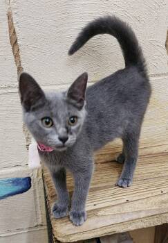 260546  Sapphire -  Domestic Short Hair Cat for Adoption in Wetumpka, Alabama - 260546  Sapphire | PetCurious