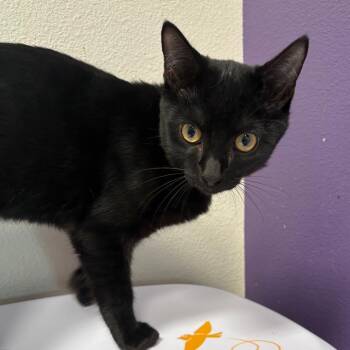 Eclipse -  Domestic Short Hair Cat for Adoption in Englewood, Florida - Eclipse | PetCurious