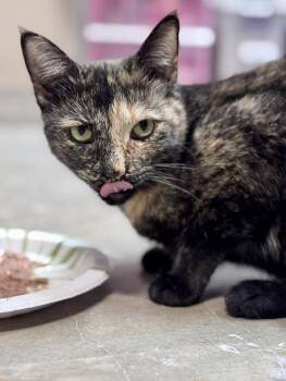 Domestic Short Hair Cats Available for Adoption in Rixeyville, Virginia - Ophelia | PetCurious