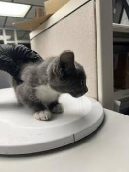 KYLIE -  Domestic Short Hair Cat for Adoption in Stockton, California - KYLIE | PetCurious