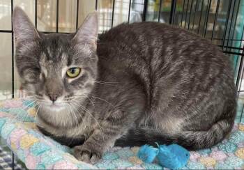 Moon -  Domestic Short Hair Cat for Adoption in Kalama, Washington - Moon | PetCurious