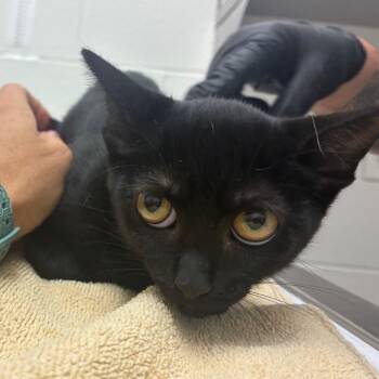 Elinor -  Domestic Short Hair Cat for Adoption in Corpus Christi, Texas - Elinor | PetCurious