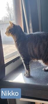 Nikko -  Tabby Cat for Adoption in Blaine, Minnesota - Nikko | PetCurious