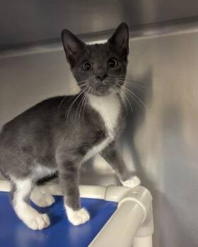 Sabrina The Teenage Witch (with The Illusionist) -  Domestic Short Hair Cat for Adoption in Richmond, Virginia - Sabrina The Teenage Witch (with The Illusionist) | PetCurious