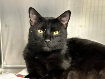 Domestic Short Hair Cats Available for Adoption in Sudbury, Massachusetts - Cosmo | PetCurious