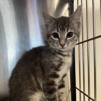 Scarlet -  Domestic Short Hair Cat for Adoption in Redwood City, California - Scarlet | PetCurious