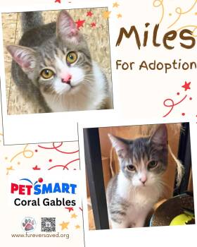 Miles -  Domestic Short Hair Cat for Adoption in Miami, Florida - Miles | PetCurious