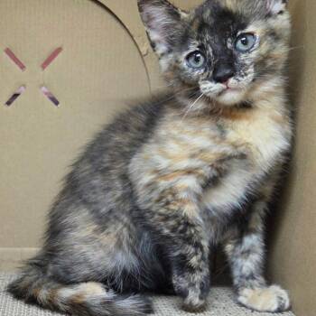 Acacia - Preadoption ONLY -  Domestic Short Hair Cat for Adoption in Chilliwack, British Columbia - Acacia - Preadoption ONLY | PetCurious