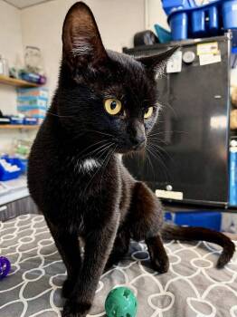 Domestic Short Hair Cats Available for Adoption in New Kensington, Pennsylvania - Dipper | PetCurious