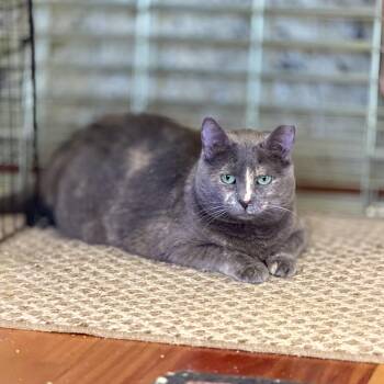 Anara (playful / sweet / -  Dilute Tortoiseshell and Domestic Short Hair Cat for Adoption in San Jose, California - Anara (playful / Sweet / | PetCurious