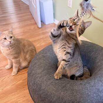 Winnie -  Domestic Short Hair Cat for Adoption in Gibsonia, Pennsylvania - Winnie | PetCurious