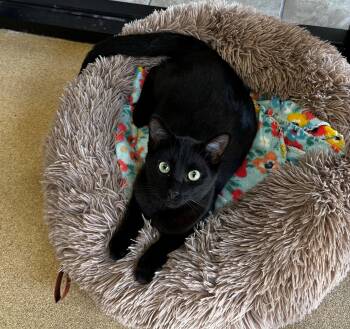 Domestic Short Hair Cats Available for Adoption in Lake Dallas, Texas - Raven | PetCurious