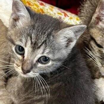 Domestic Short Hair Cats Available for Adoption in Houston, Texas - Minsuki | PetCurious