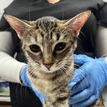 Domestic Short Hair Cats Available for Adoption - Mama Spring Roll | PetCurious