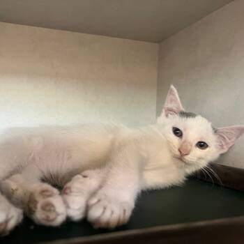 Rescue Domestic Short Hair Cats for Adoption in Dayton, Ohio - Puff | PetCurious