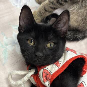 Dulcinea -  Domestic Short Hair Cat for Adoption in Sonora, California - Dulcinea | PetCurious