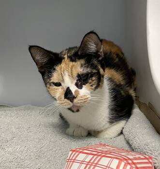 SIDNEY -  Domestic Short Hair Cat for Adoption in Palmetto, Florida - SIDNEY | PetCurious