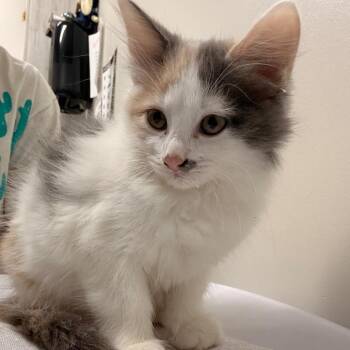 Domestic Short Hair Cats Available for Adoption in Chattanooga, Tennessee - Fig | PetCurious