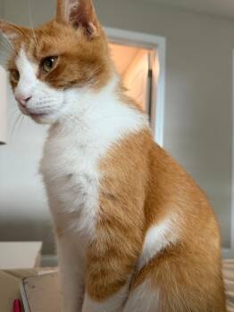 Rescue Domestic Short Hair Cats for Adoption in Clarksville, Tennessee - Rigby | PetCurious