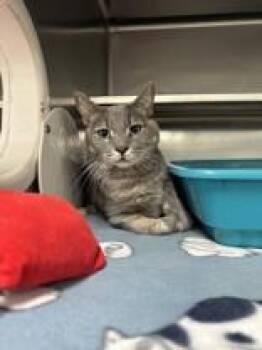 Bull -  Domestic Short Hair Cat for Adoption in Manitowoc, Wisconsin - Bull | PetCurious
