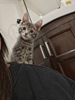 Domestic Short Hair Cats Available for Adoption - Kitefin | PetCurious