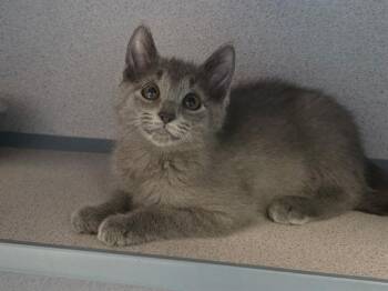 ARTEMIS -  Domestic Short Hair Cat for Adoption in Aliquippa, Pennsylvania - ARTEMIS | PetCurious