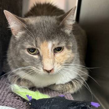 Rescue Domestic Short Hair Cats for Adoption in Flagstaff, Arizona - Josie | PetCurious