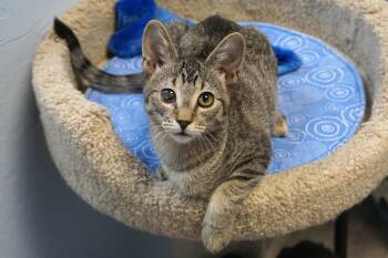Silly -  Domestic Short Hair Cat for Adoption in Fountain Hills, Arizona - Silly | PetCurious