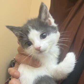 Baby Shobi -  Domestic Short Hair Cat for Adoption in Midland, Texas - Baby Shobi | PetCurious