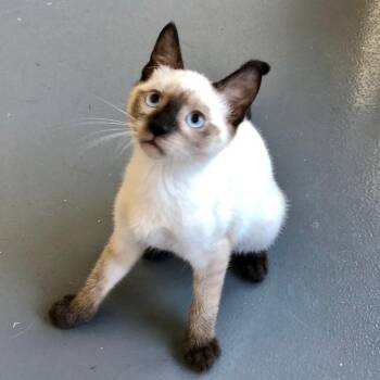 Nismo -  Siamese Cat for Adoption in Lodi, California - Nismo | PetCurious